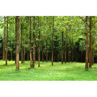 Tree And Grass - Wrapped Canvas Print
