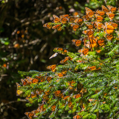 Papillons monarques sur une branche d'arbre
