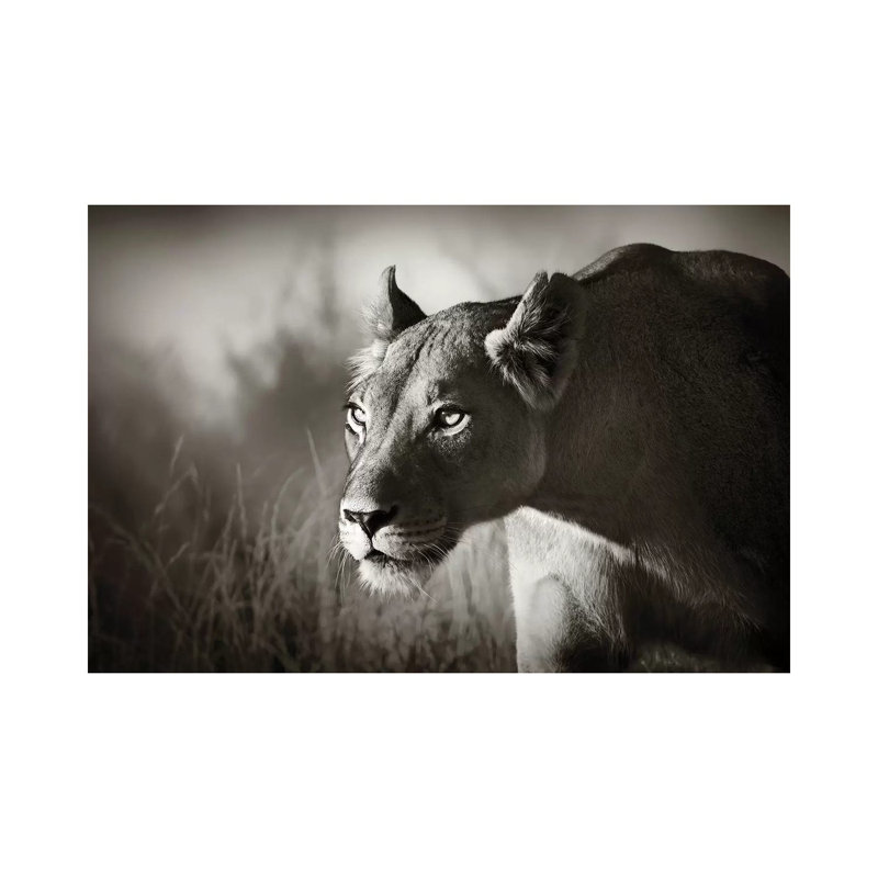 Lioness Stalking by Johan Swanepoel - Wrapped Canvas Print, 66.04 cm H x 45.72 cm W