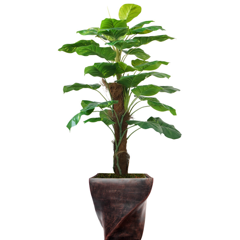 Plante à feuillage Panama
