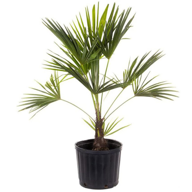American Plant Exchange Windmill Palm Tree, 10-Inch Pot, Cold-Hardy Landscape Plant, Withstands Down to Zero Degrees F