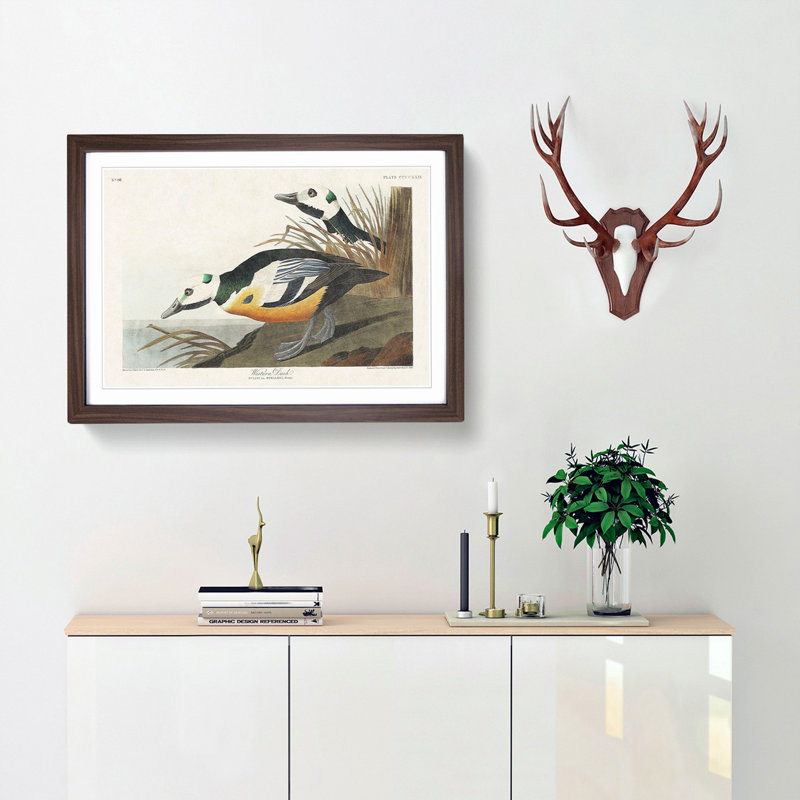 Western Ducks by John James Audubon - Framed Print, 27cm H x 36cm W x 2cm D, Walnut Framed