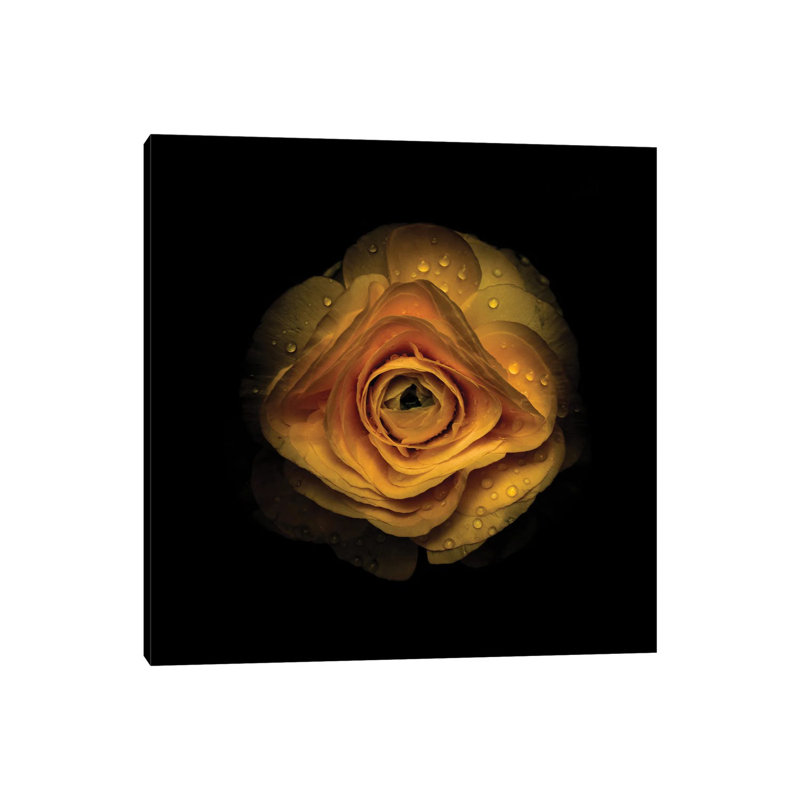 Yellow Begonia IV by Brian Carson - Wrapped Canvas Print, 66.04 cm H x 66.04 cm W x 1.91 cm D