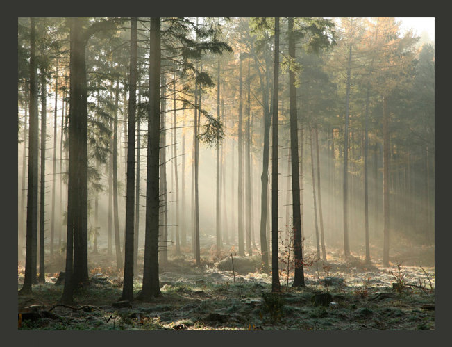Foggy November Morning 2.70m x 350cm Wallpaper, 350 cm x 270 cm