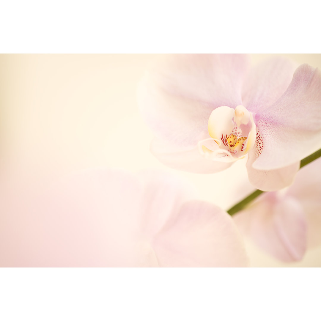 Leinwandbild Orchidee Hintergrund in Creme und Rosa Tönen