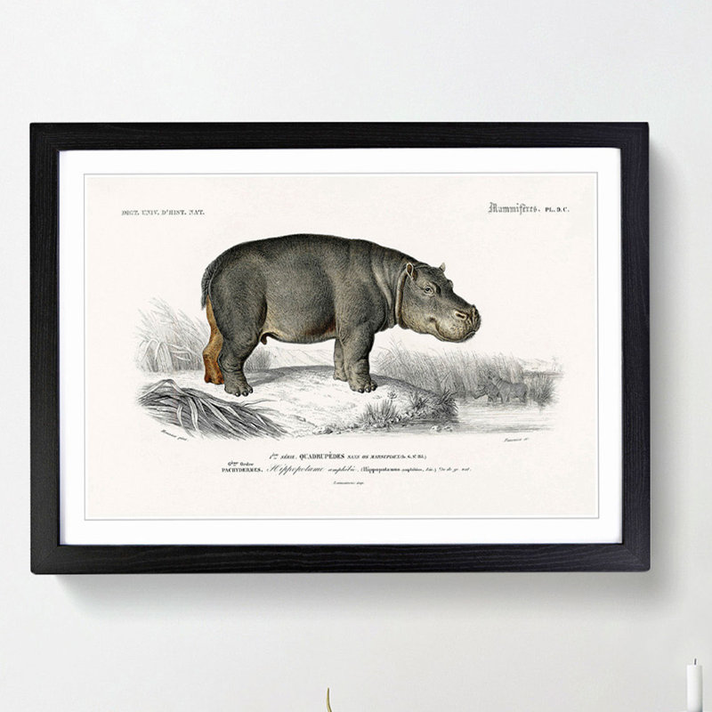 Hippopotamus Illustration by Charles D'Orbigny - Picture Frame Painting Print, 48cm H x 65cm W x 2cm D, Black Framed