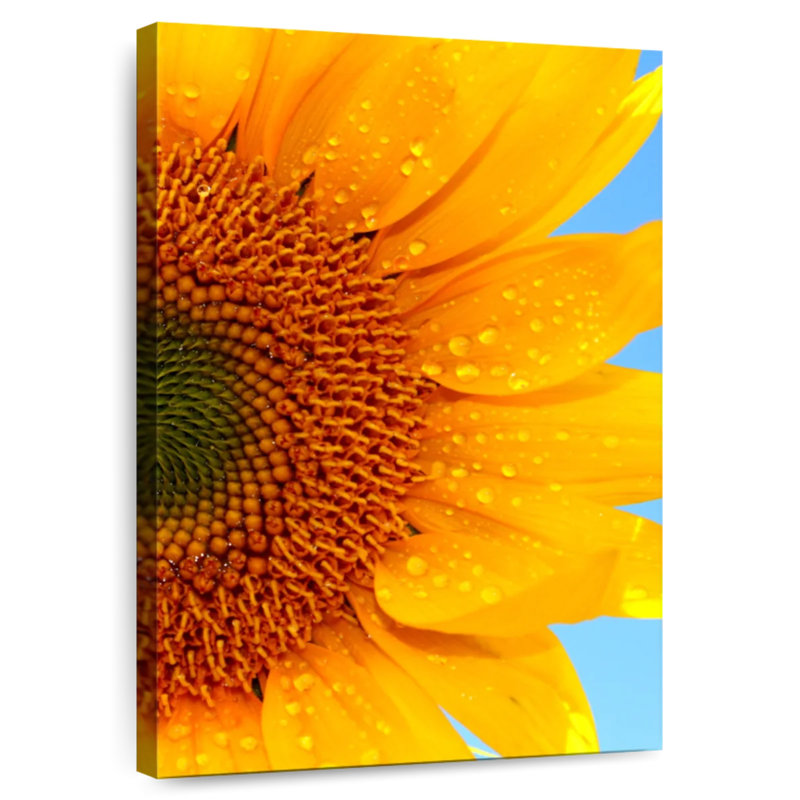 Tournesol Harnek, H 12 po x l 8 po