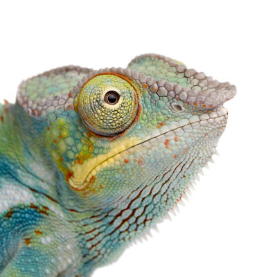 «Panther Chameleon» par Globalp, photographie sur toile tendue