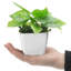 10.4cm Faux Foliage Plant in Pot