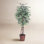 72'' Faux Tree in Wicker/Rattan Basket