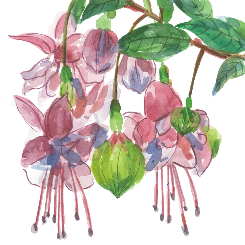 Fuchsias I by Melissa Wang - Wrapped Canvas Painting, 91cm H x 91cm W