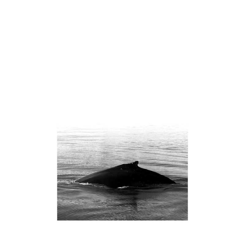 Whale Song III Black Iceland by Monika Strigel - Wrapped Canvas Print, 20.32 cm H x 30.48 cm W