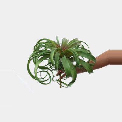 Grande plante à gazon 12 "