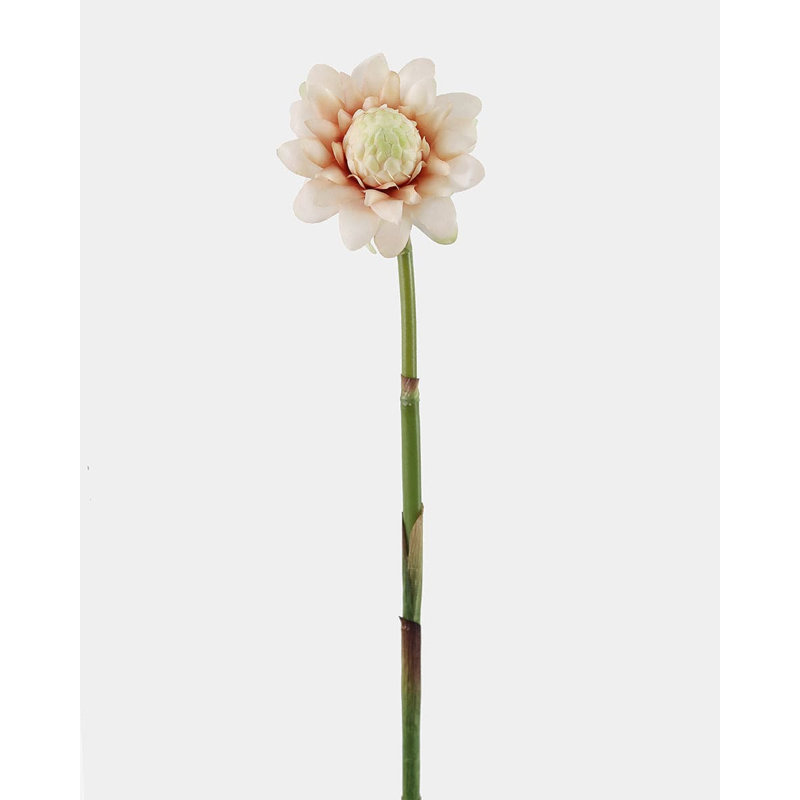 Protea Blush Waratah Bloom 31 po, Pink, 31" H x 6" W