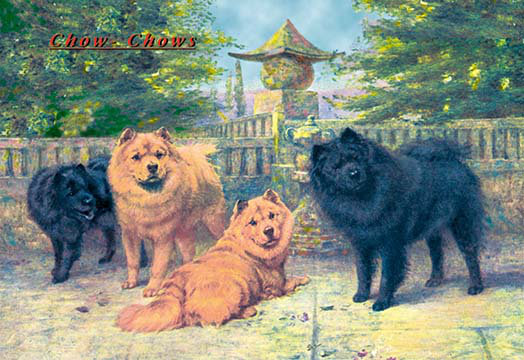 « quatre champion chow-chows », reproduction d’art