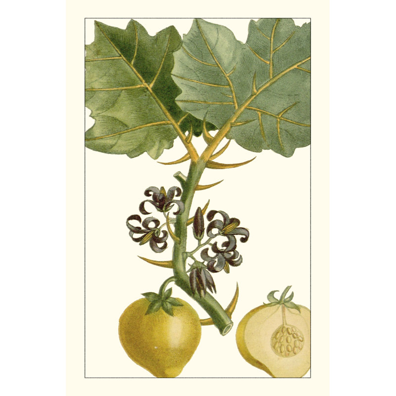 Turpin exotique botanique IV, H 12 po x l 8 po x P 1,25 po