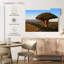 Arbre-dragon Harnek Socotra Archipelago-108874984