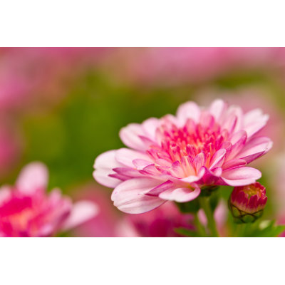 Chrysanthemum by Konmesa - Wrapped Canvas Print