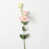 Rose est en rupture de stock