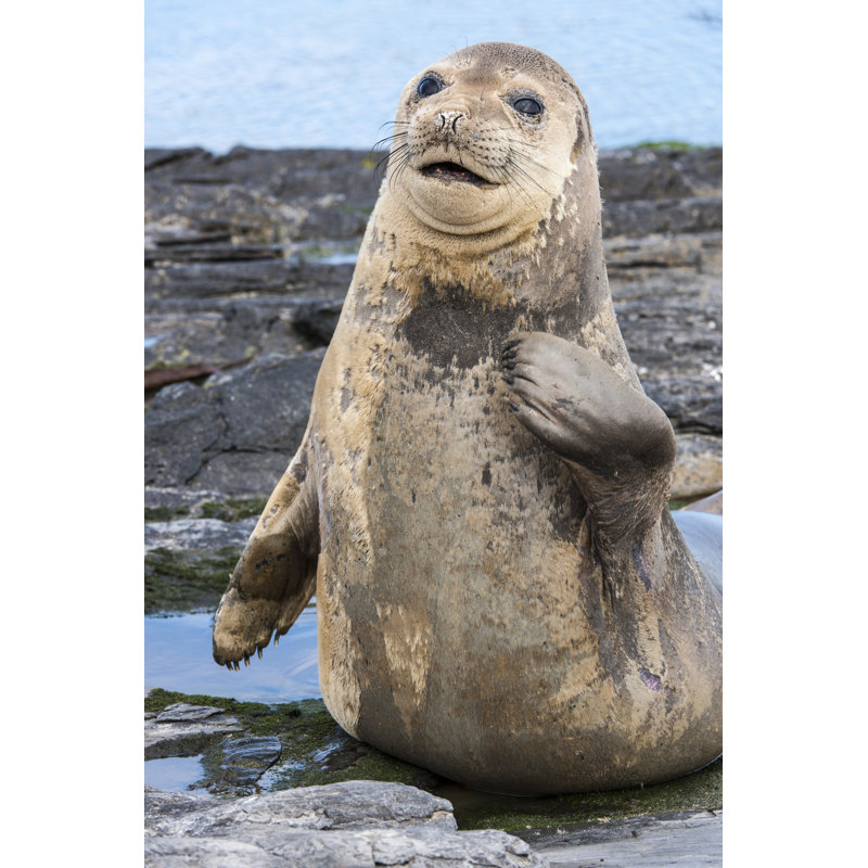 Young Male Elephant Seal by Drferry - Wrapped Canvas Print, 122cm H x 81cm W