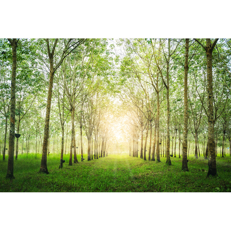 Rubber Tree by WINEXA - Wrapped Canvas Print, 30cm H x 46cm W x 3.8cm D