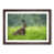 Walnut Framed