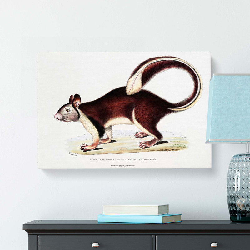 Large-Tailed Squirrel Illustration by John Edward Gray - Wrapped Canvas Print, 35cm H x 50cm W x 3cm D