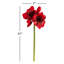 Tige d'amaryllis-1253340751