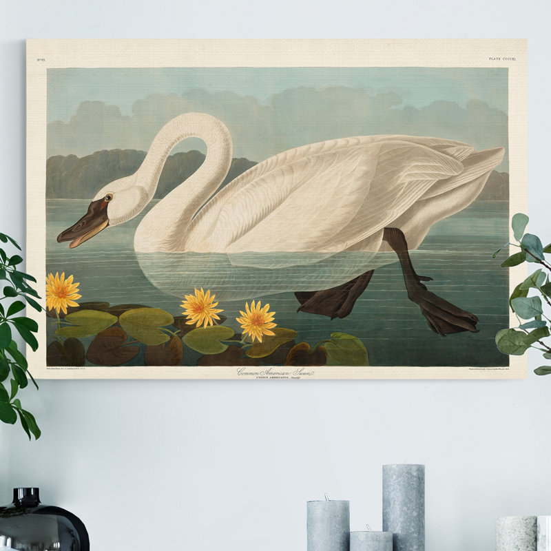 Reproduction sur toile tendue « pl 411 common American Swan », H 27 po x l 18 po x P 1 po