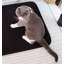 Tapis de fumier à double couche-100661724