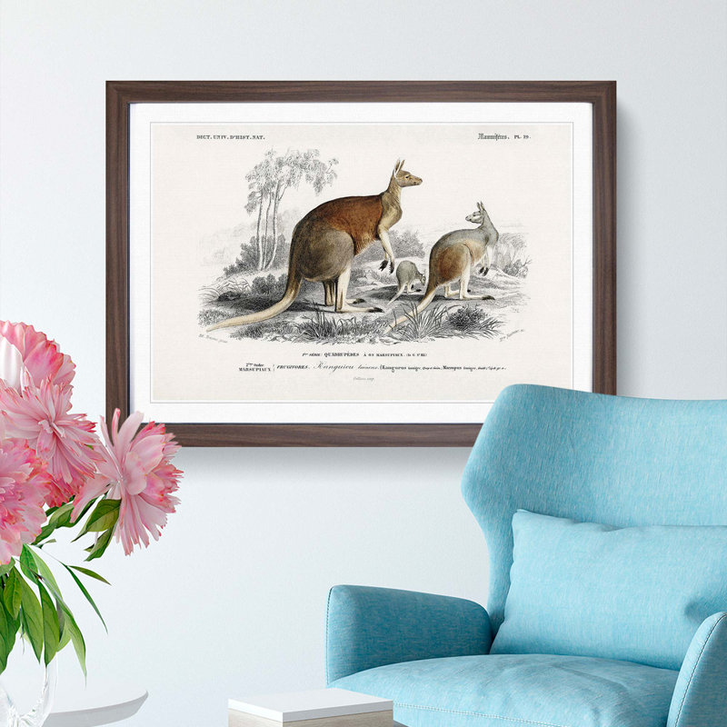 Red Kangaroos by Charles D' Orbigny - Picture Frame Painting Print, 27cm H x 36cm W x 2cm D, Walnut Framed