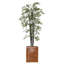 Arbre de bambou Panama