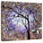 Harnek Purple Royalty-109227358