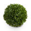 Nigel 6.5'' Boxwood Topiary