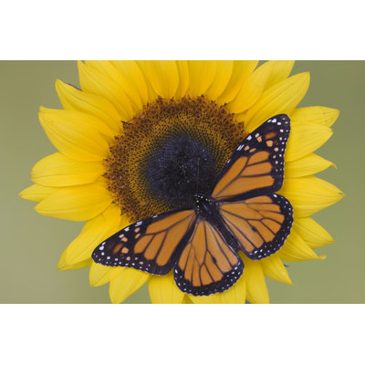 " Monarch Butterfly On Sunflower " by Gorankapor