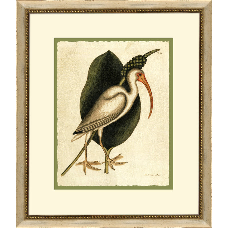 Catesbys White Cerlew Print