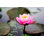 Danessa " Lotus Flower "