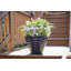 Jardinière ronde Beehive avec soucoupe attachée-91225323