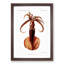 Squid Illustration by Albert I - Framed Print-55619658-55619660