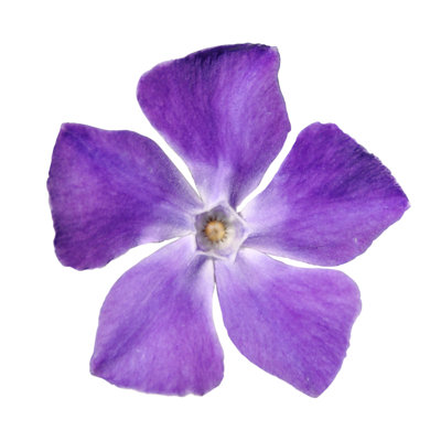 " Periwinkle Purple Flower - Vinca Minor Isolated "