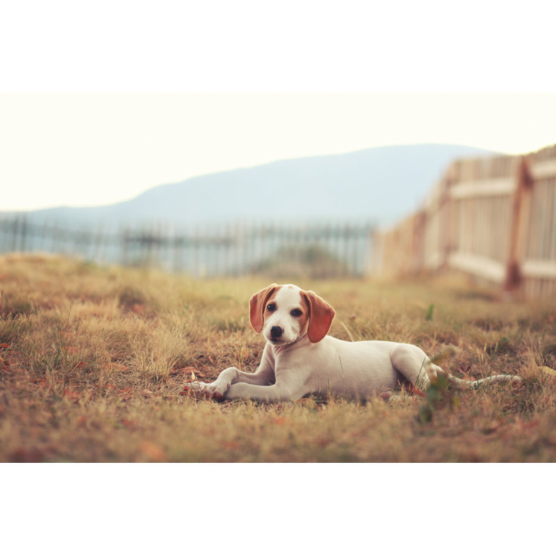 Beagle Puppy by Lechatnoir, 20" H x 30" W