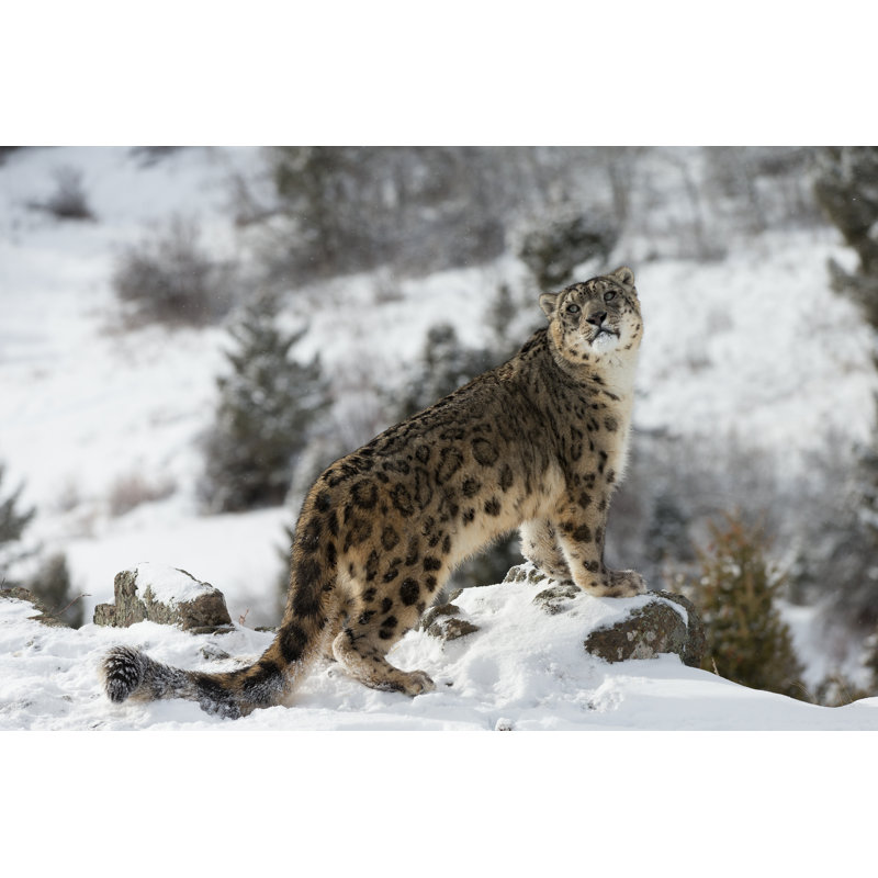Léopard des neiges - Photographie sur toile tendue, L 36 po x H 24 po