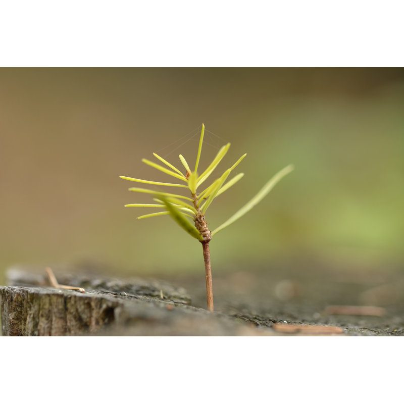 Young Fir Trees by Remus86 - Wrapped Canvas Print, 30cm H x 46cm W