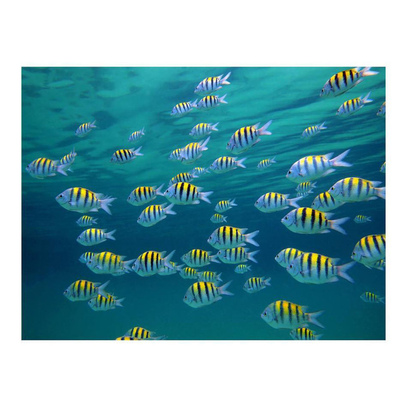 Underwater Landscape Wall Mural, 121" L x 157" W