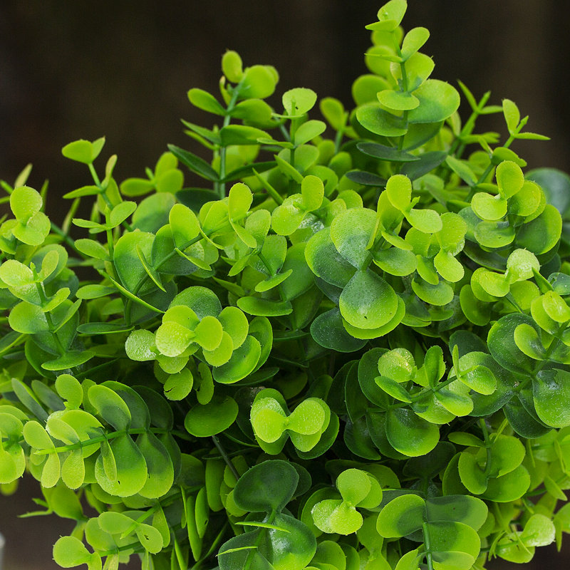 Herbe d'eucalyptus en pot 10 po, Vert