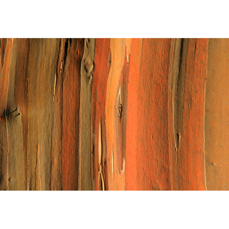 Écorce d'eucalyptus par Molloykeith, H 8 po x l 12 po