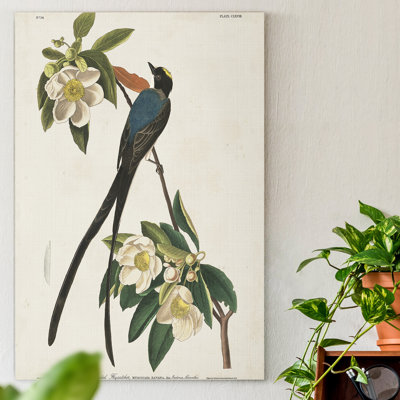 " Pl 168 Fork-tailed Flycatcher "