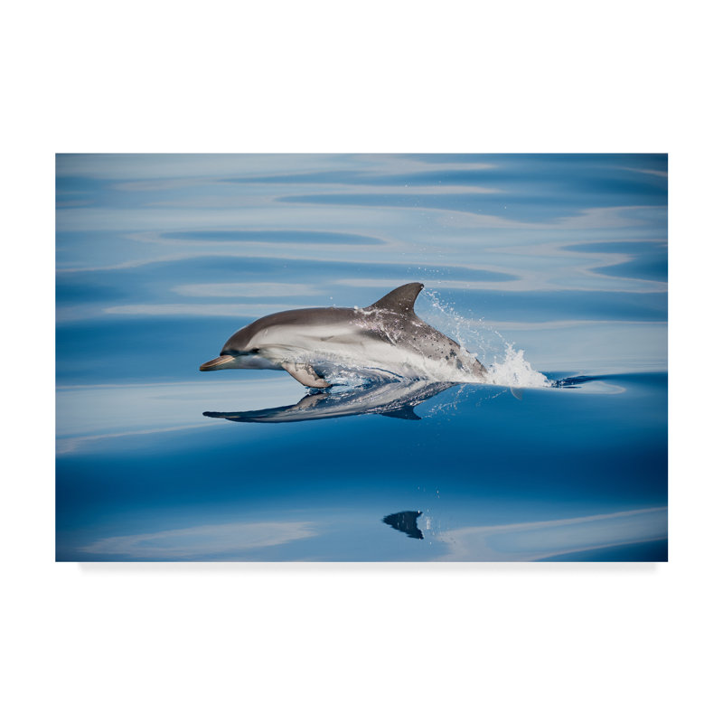 « stripeed dolphin' », reproduction de photo sur toile tendue, H 12 po x l 19 po x P 2 po