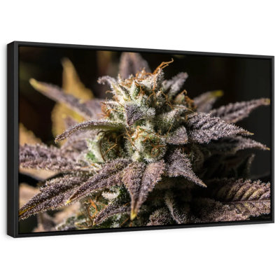 Floral And Botanical " Marijuana In Winter Canvas Print "