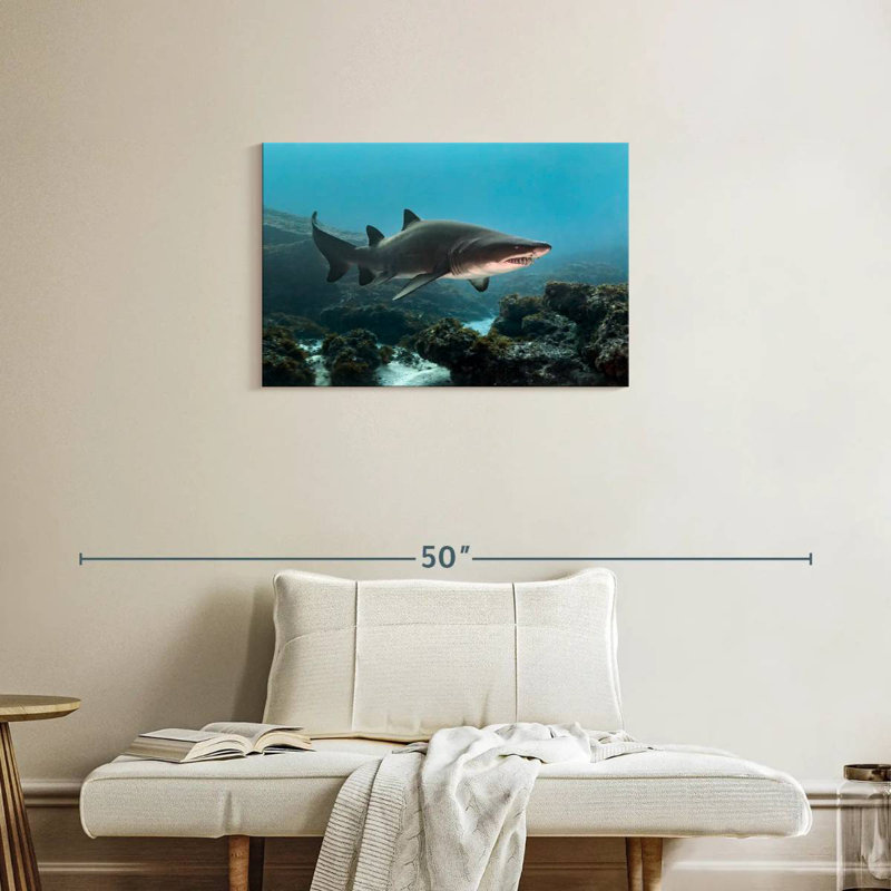 Aliwal Shoal Shark